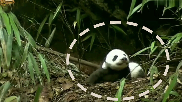 แพนด้าป่าตัวน้อยเกิดได้หนึ่งเดือน ปีนมาที่ปากถ้ำถูกนกอินทรีเห็นเข้า..!