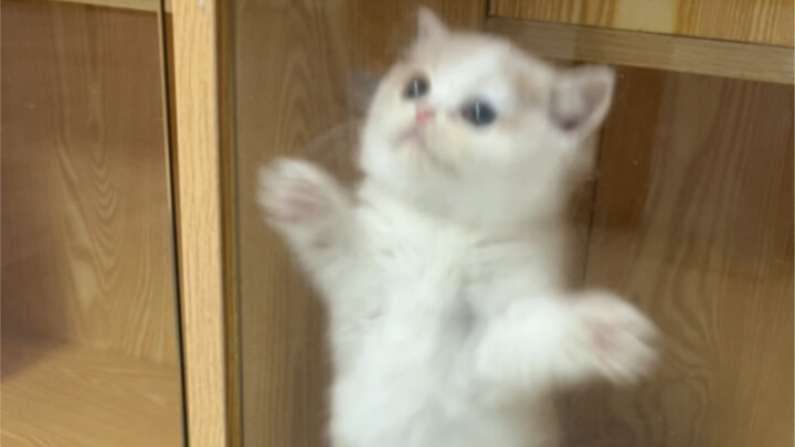 I met a very energetic kitten at a pet store and took her home directly.