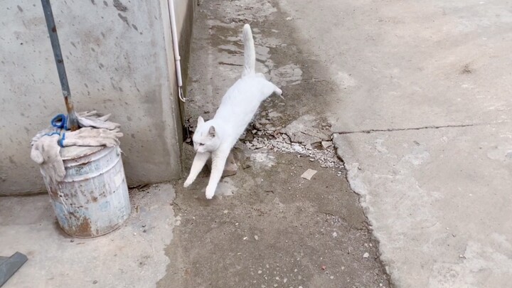 The hit-and-run driver swerved off course. What should I do? Urgent, waiting online!