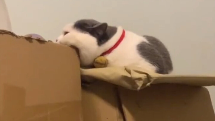 I thought the cat was chewing on the cardboard box, but it turned out it had just flattened the fur 