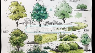 Lei Ge mengajari Anda cara menggambar tanaman