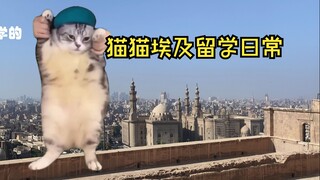 （猫猫meme）在埃及留学的日常【1：初到埃及】