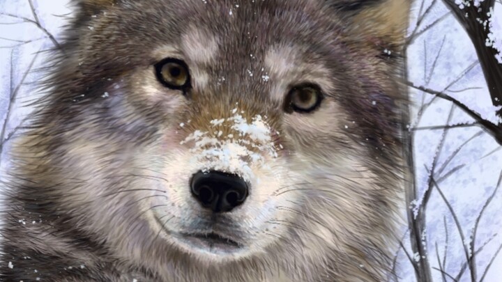 Woof, I’m a wolf!