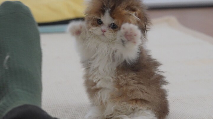 小奶猫的日常生活，怎么可以这么可爱？