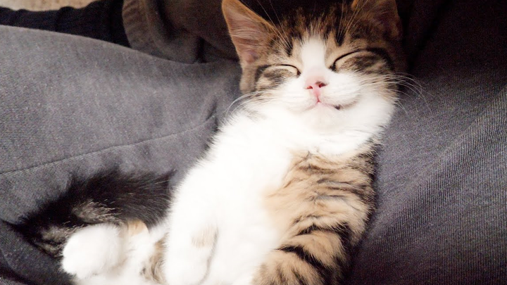 Chủ nhân trêu đùa mèo con Coco đang ngủ