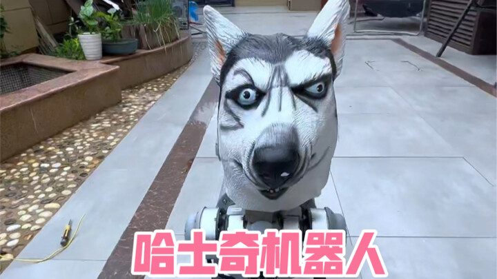 What do the dogs do when a robotic dog wears a headband and slips into their kennel??? (Full version