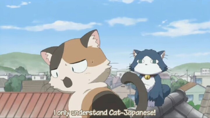 Ketika Kucing Jepang ketemu Kucing Inggris 😂