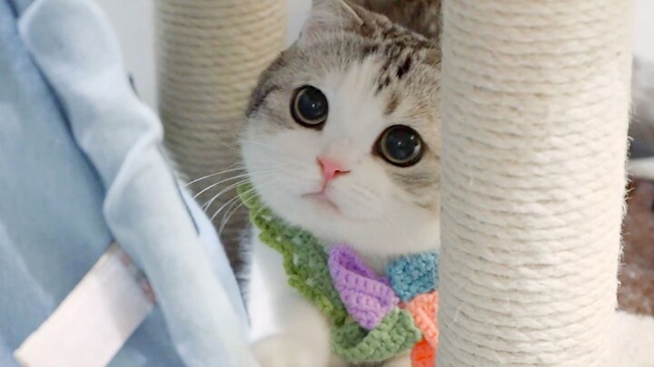 Đeo cho mèo chiếc khăn quàng nhỏ do bạn thân tự đan, dễ thương đến mức tim đập thình thịch 2.0!