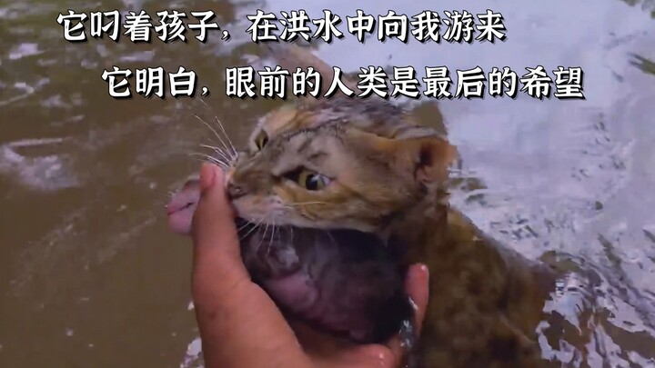 أغرقت الأمطار الغزيرة الحديقة، فحملت الأم القطة صغارها وسبحت نحو الناس... وفي وقت لاحق، استقرت عائلت