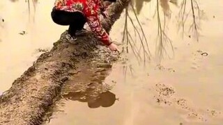 funny videos