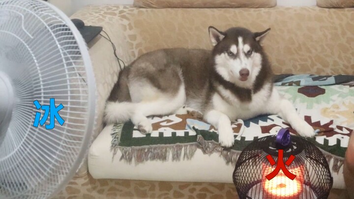 Let’s put a husky through “ice and fire” — how will it react?