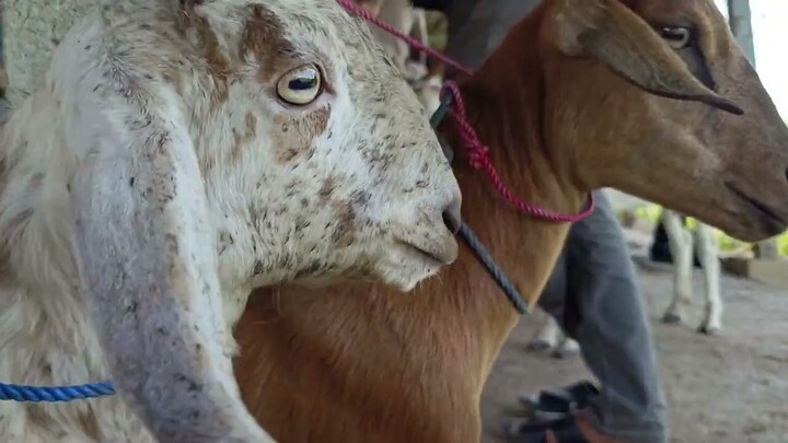 Suara Kambing, Bunyi Kambing, Kambing Suara, Suara Kambing Lucu, Kambing Jelek, Mbek Mbek, Goat