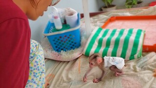 Wow, Amazing!! Tiny baby monkey Luca so healthy starts to walk smoothly like a professional