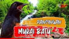 PANCINGAN MURAI BATU