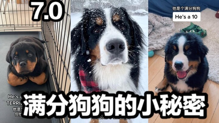 The Top-Scoring Dog’s Little Secret 7.0