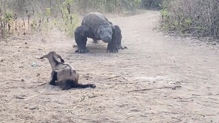 The Komodo dragon swallowed the lamb alive in just ten seconds, it was so terrifying!