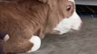 This scared the calf badly.