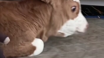 这给小牛吓坏了