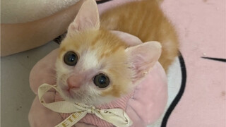 Whose kitten is so stupid?