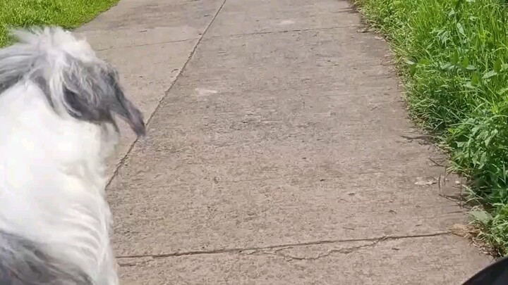 DORA THE EXPLORER part2