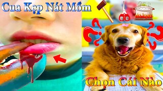 Thú Cưng TV | Dương KC Pets | Gâu Đần và Bà Mẹ #7 | Chó Golden thông minh vui nhộn funny cute dog