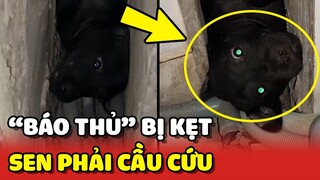 "BÁO THỦ 4 CHÂN" chui vào KHE TƯỜNG rồi mắc kẹt khiến Sen phải CẦU CỨU 😂 | Yêu Lu