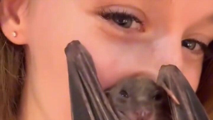 Setelah wanita muda dari luar negeri dengan baik hati menyelamatkan seekor kelelawar...