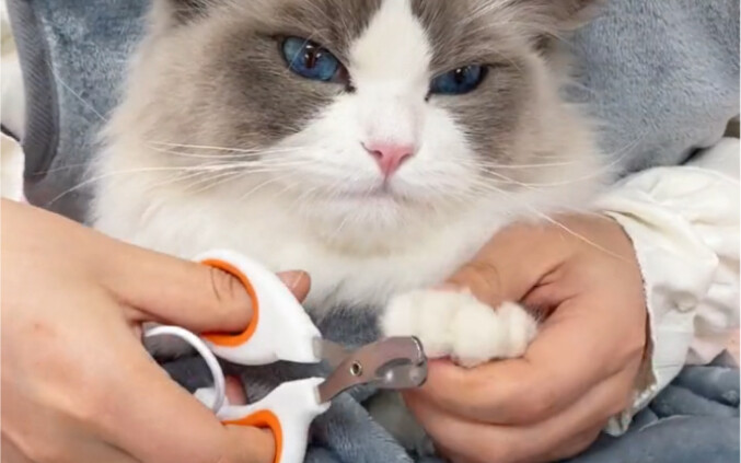 มีผ้ากันเปื้อนลูบแมวนี้แล้วไม่ต้องกลัวว่าลูบแมวเสร็จจะเต็มตัวไปด้วยขนแม้อีกต่อไป แถมยังใช้ตัดเล็บหรื