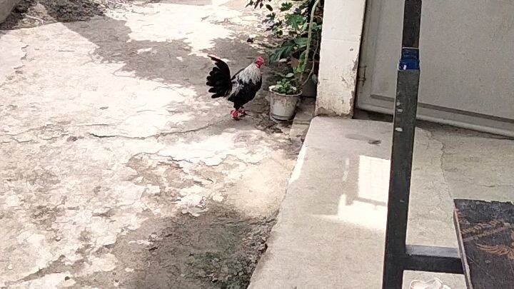 Bugnusan standard bantam. hiraw v black
