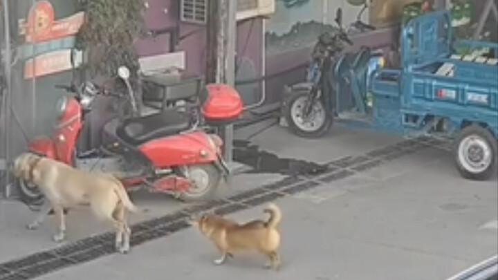 The dog is so miserable!