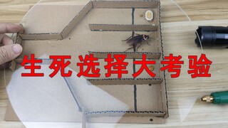 蟑螂生死选择大考验！小强能否选对路线存活下来？