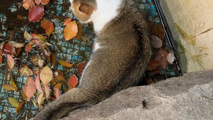 Ai trong gia đình tôi hiểu được điều này? Chiều hôm đó tôi dắt mèo đi dạo dưới nhà. Nó giúp tôi đuổi