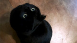 Dengan lemah bertanya: Sudahkah saya memecahkan teknik tembus pandang semua kucing hitam di dunia?