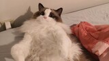 Rubbing the belly of my Ragdoll cat