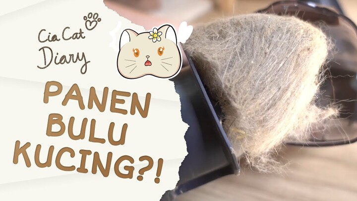 Panen Bulu Pakai Vacuum Cleaner - Cia Cat Diary