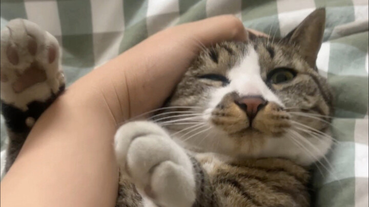 No dirty little cat allowed in the bed!