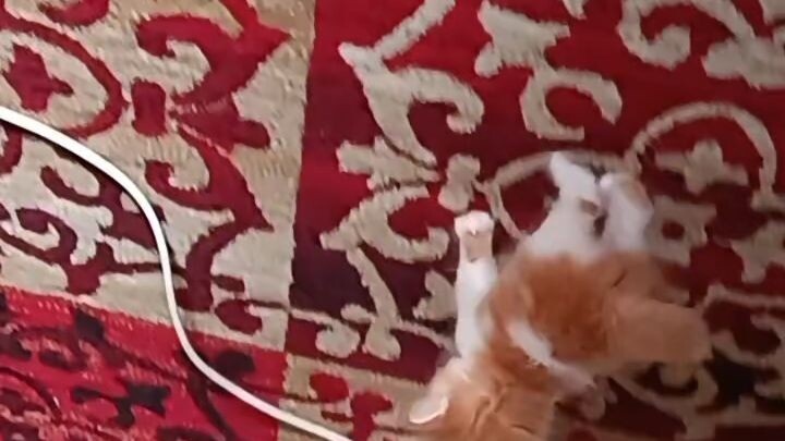 Baby cat