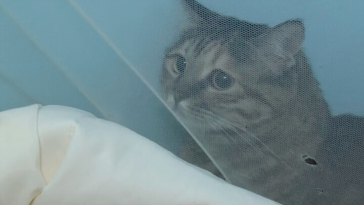 当我的猫抢了男友猫的窝，他的猫委屈巴巴又不敢说话