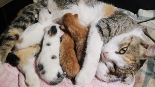 Cat giving birth at my home