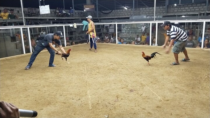 Pure Stuart YLH peacomb (nov. 23, 2025) 2hits ulutan