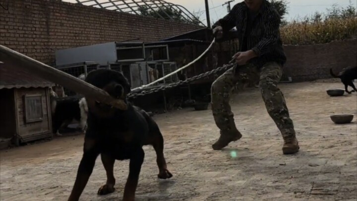 Handsome Guy No. 2, even Jesus himself can’t save you today—because you’ve pissed off Pan Zi and str