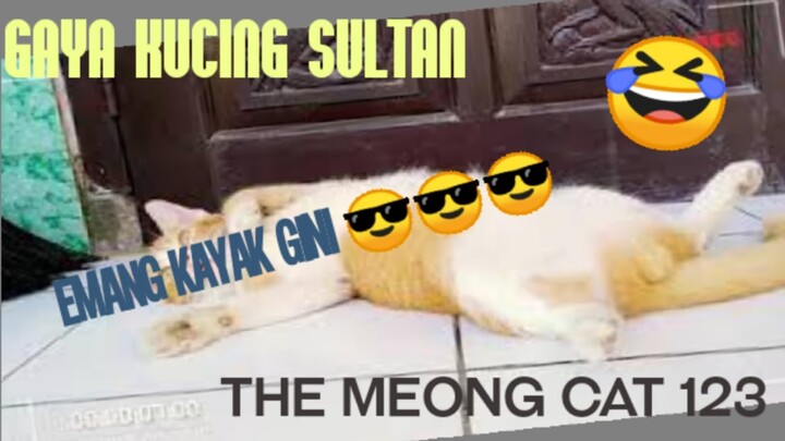gaya Kucing Sultan Emang Gini😁😁😁 #kucinganggora