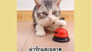 เพื่อนตัวน้อย สัตว์เลี้ยงแสนซน : น่ารักและฉลาด