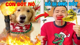 Thú Cưng Vlog | Tứ Mao Ham Ăn Đại Náo Bố #48 | Chó gâu đần thông minh vui nhộn | Funny smart pet dog