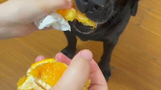 Sayang sekali, aku bisa memujimu sebanyak yang kamu mau, tapi aku tidak punya hati kaca (aku belum m