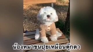 สัตว์เลี้ยง เพื่อนขนปุย : น้องหมาขนปุยเหมือนตุ๊กตา