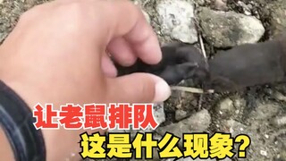 Let the mice line up, what is this phenomenon?