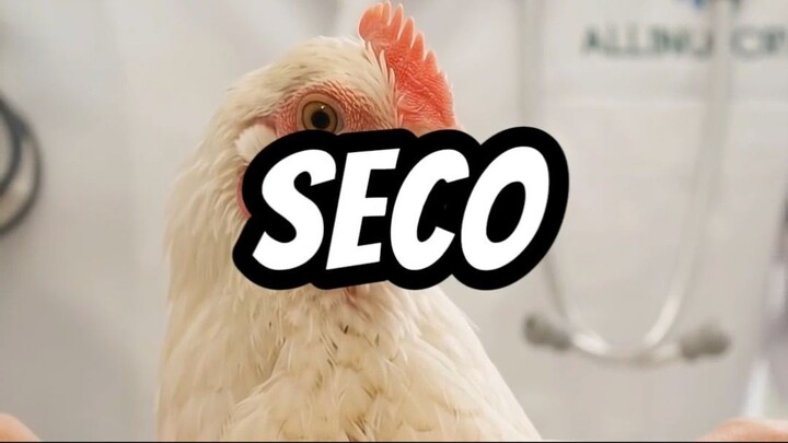 Como deixar os frangos gordo com carne Suplemento Aminoaves Nucleo de Racao Frango