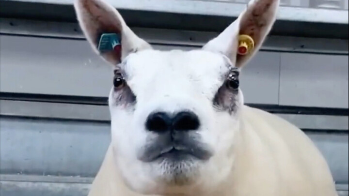 สิ่งมีชีวิตกลายพันธุ์หน้าตาประหลาดเหล่านี้ คุณเคยเห็นมาบ้างไหม?