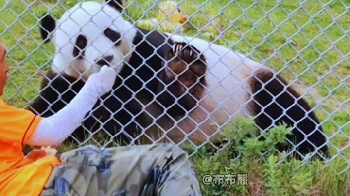 شياو يينغ شيتاوتاو، بطل الزلازل الذي لا يجهله أحد في عالم الباندا!